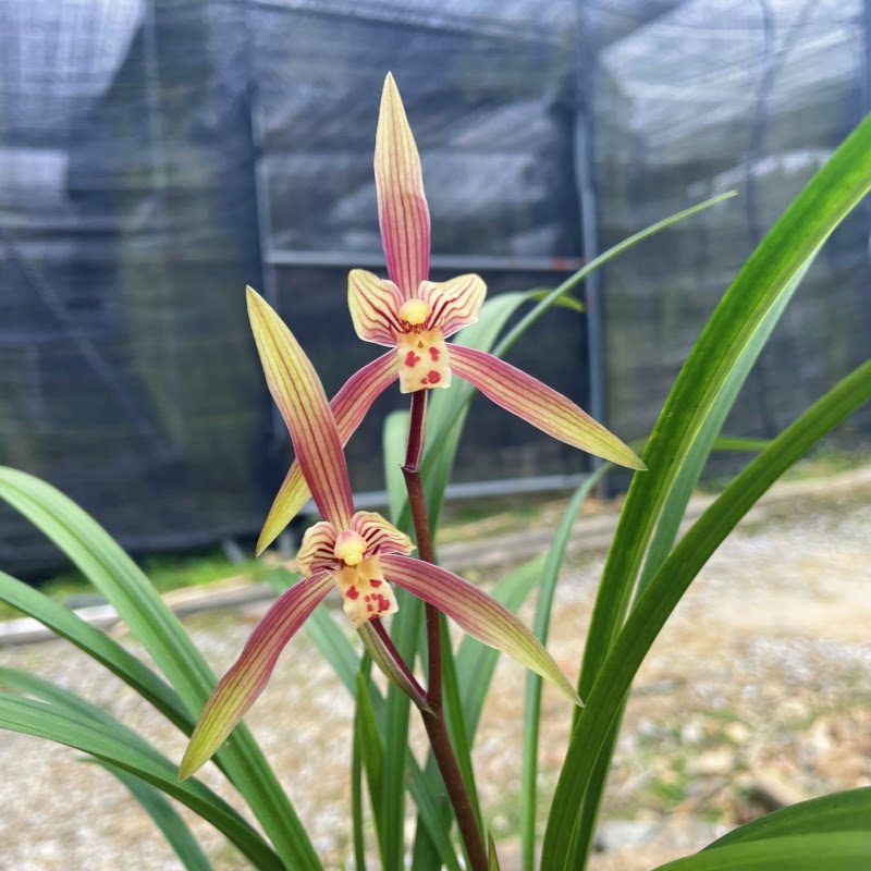 寒兰七彩丹霞 【带花芽】 细叶株型兰花苗开花浓香好养易活勤花