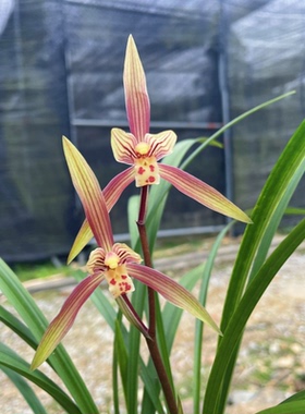 寒兰七彩丹霞 【带花芽】 细叶株型兰花苗开花浓香好养易活勤花