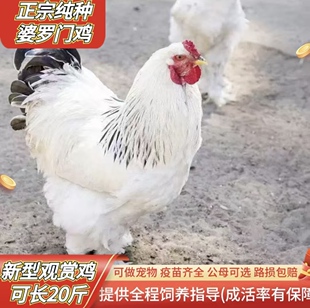 【10只装】正宗巨型婆罗门快大梵天鸡农村散养观赏巨型宠物鸡包邮