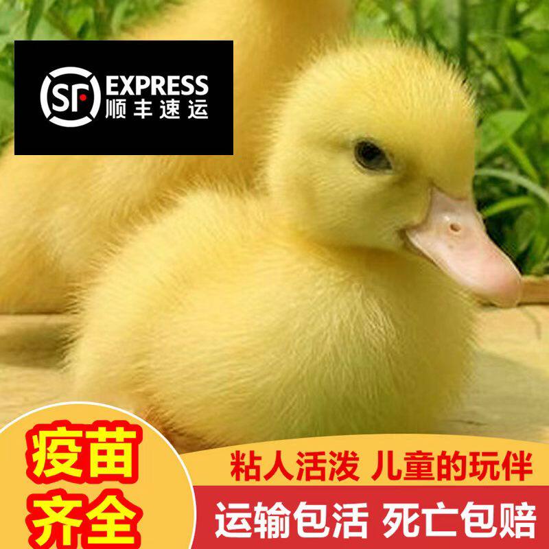 柯尔鸭活宠物小黄鸭活体网红鸭繁殖幼崽柯达鸭观赏柯尔呀繁殖活宠