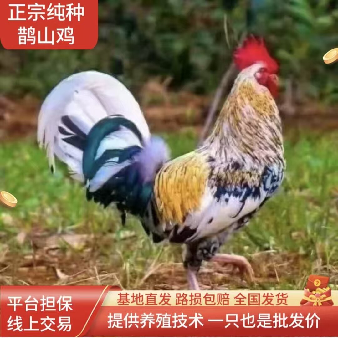 正宗三彩鹊山鸡观赏半大农家散养跑山鸡【宠物鸡】