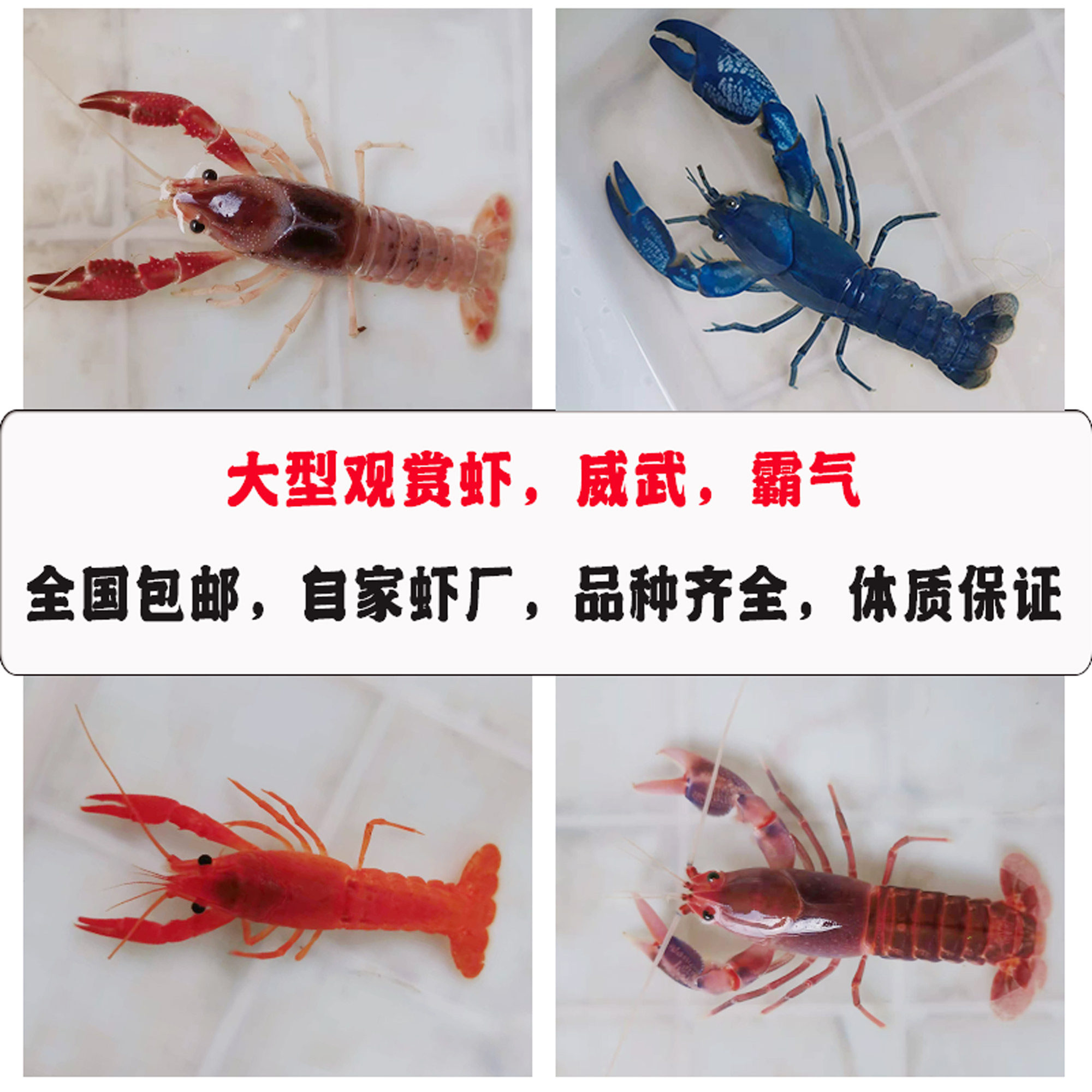 幽灵鳌虾人工天空蓝魔火山破坏者蓝鳌白鳌三小强淡水宠物虾活体