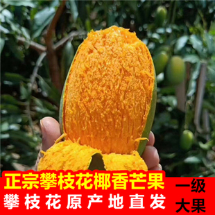 正宗攀枝花椰香芒果鸡蛋芒新鲜采摘3/5/8斤装香甜多汁坏了包赔