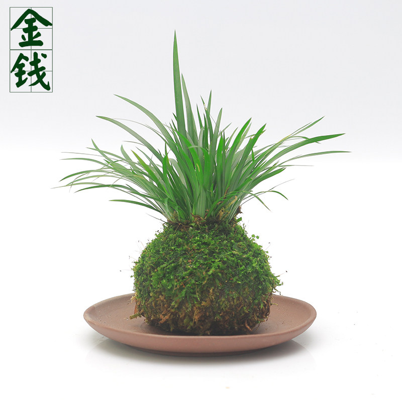 茶台绿植微景观价格 茶台绿植微景观图片 星期三