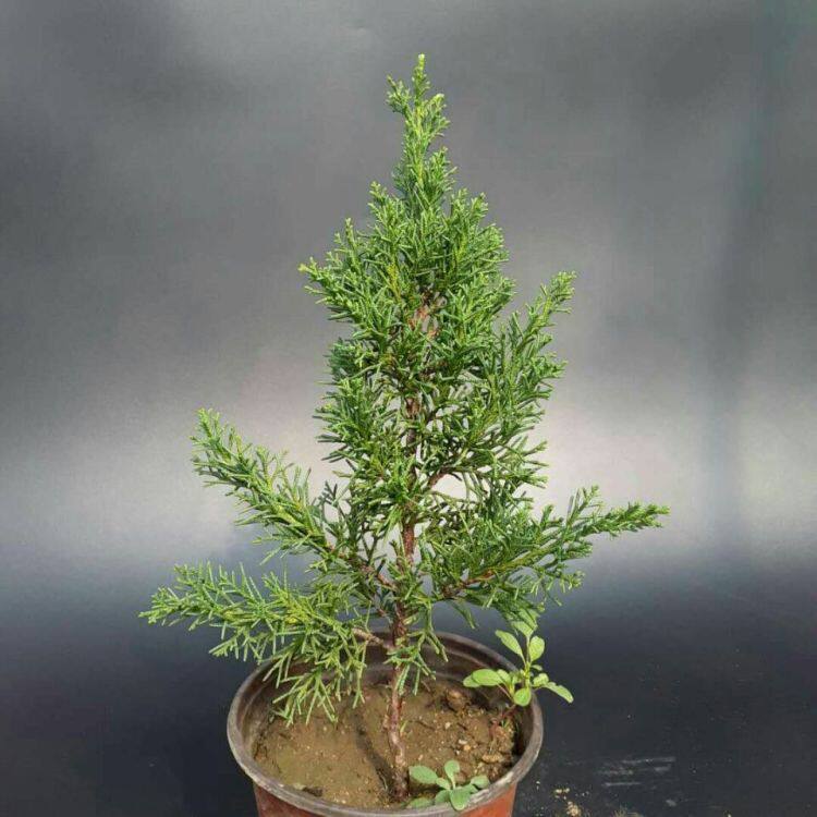 黄金真柏盆景价格 黄金真柏盆景图片 星期三