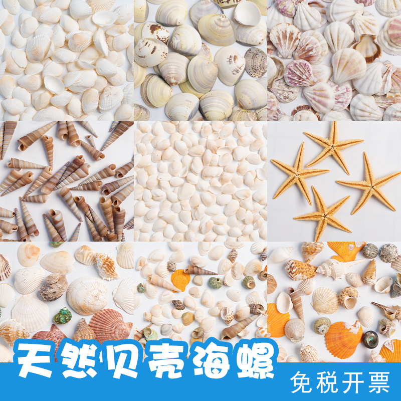 幼儿园手工海洋贝壳片diy材料海星鱼缸装饰画美工区角材料投放图片