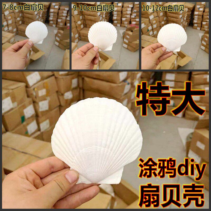 白色扇贝壳书内页diy彩绘手工画涂鸦幼儿园活动鱼缸天然特大