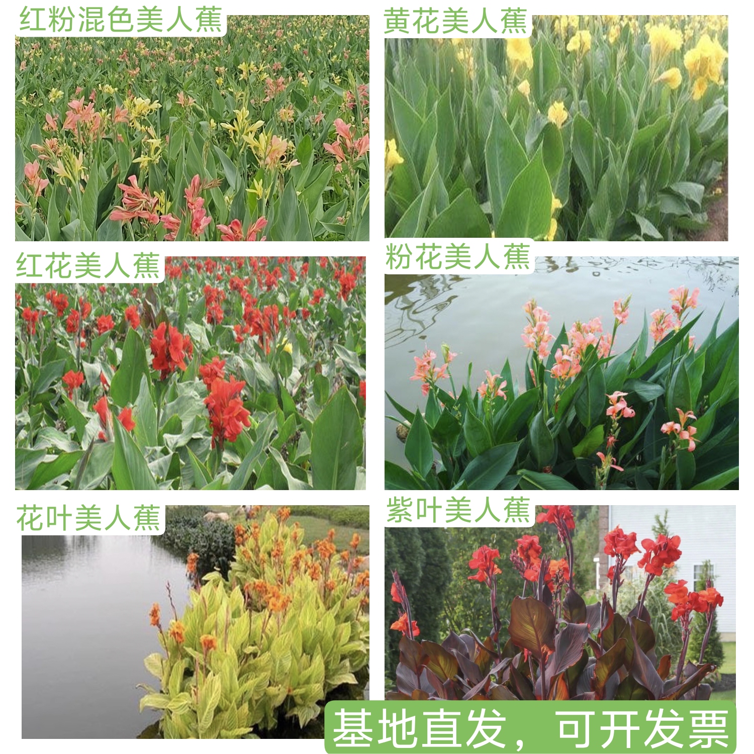 多年生四季种植美人蕉花苗