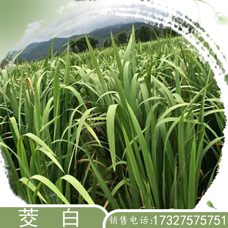 茭白菰笋浅水草本植物种苗水生植物高笋四季早熟苗种