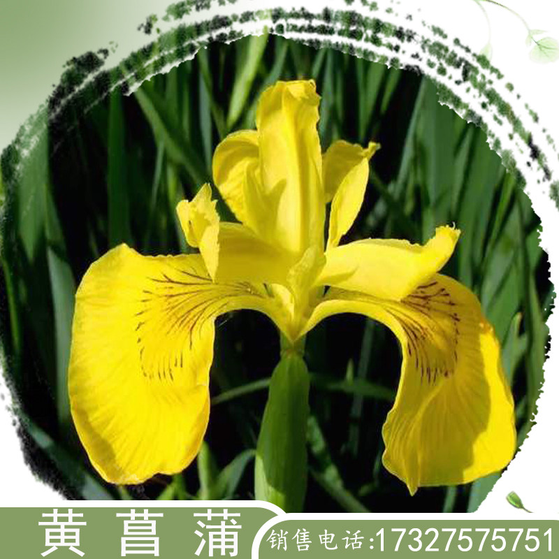 黄菖蒲水生植物鸢尾花卉耐阴庭院图片