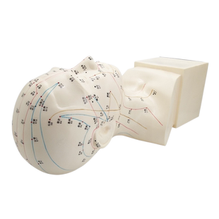 按摩头部人体经络穴位模型全身针灸铜人教学男女小人模特耳模足底