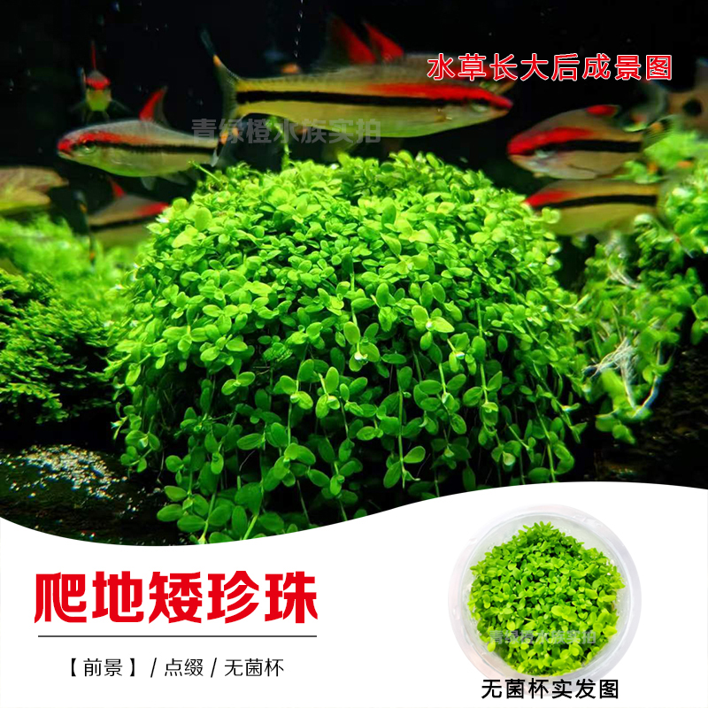 无菌杯鱼缸草缸造景真水草爬地矮珍珠趴地矮珍珠