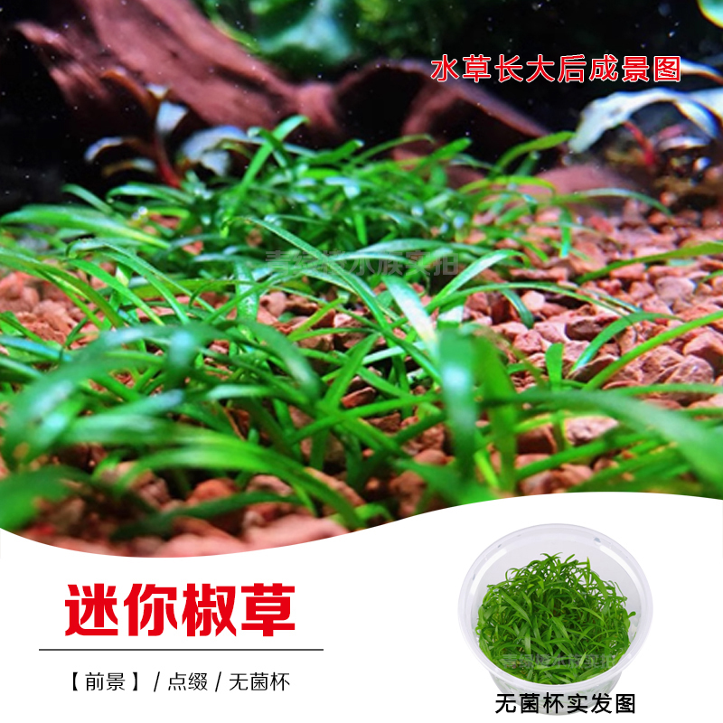 无菌杯鱼缸草缸造景真水草迷你椒草前景草坪水草