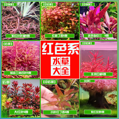 红色水草草缸鱼缸生态造景阳性阴性绿植紫红丁香血红宫廷百叶玫瑰
