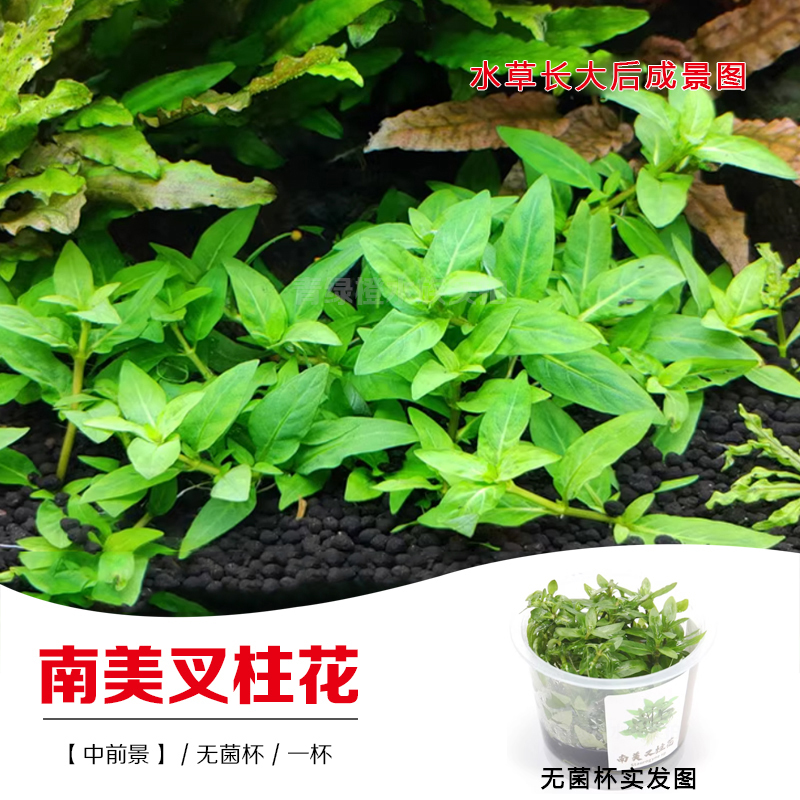 南美叉柱花无菌杯鱼缸草缸造景
