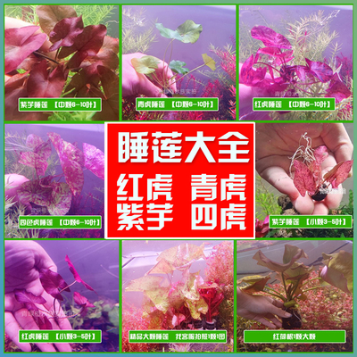 睡莲水草红虎紫玉青虎四色虎睡莲