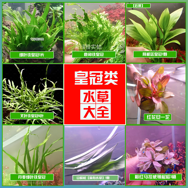 阴性水草造景皇冠草细叶铁皇冠