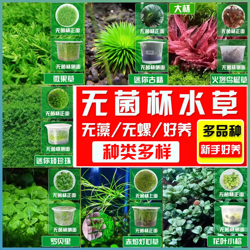无菌杯水草可粘前景草坪