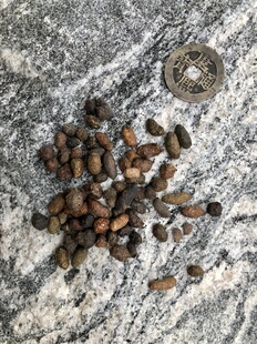 野生五灵脂 湖北巫山棺峡悬崖食石金钗屎奇兽排泄李可常用中药材