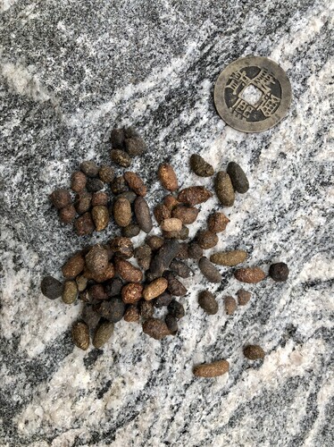 野生五灵脂 湖北巫山棺峡悬崖食石金钗屎奇兽排泄李可常用中药材