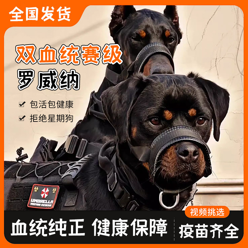双血统赛级罗威纳幼犬活体德系大型犬护卫犬防暴犬警犬罗纳威宠物