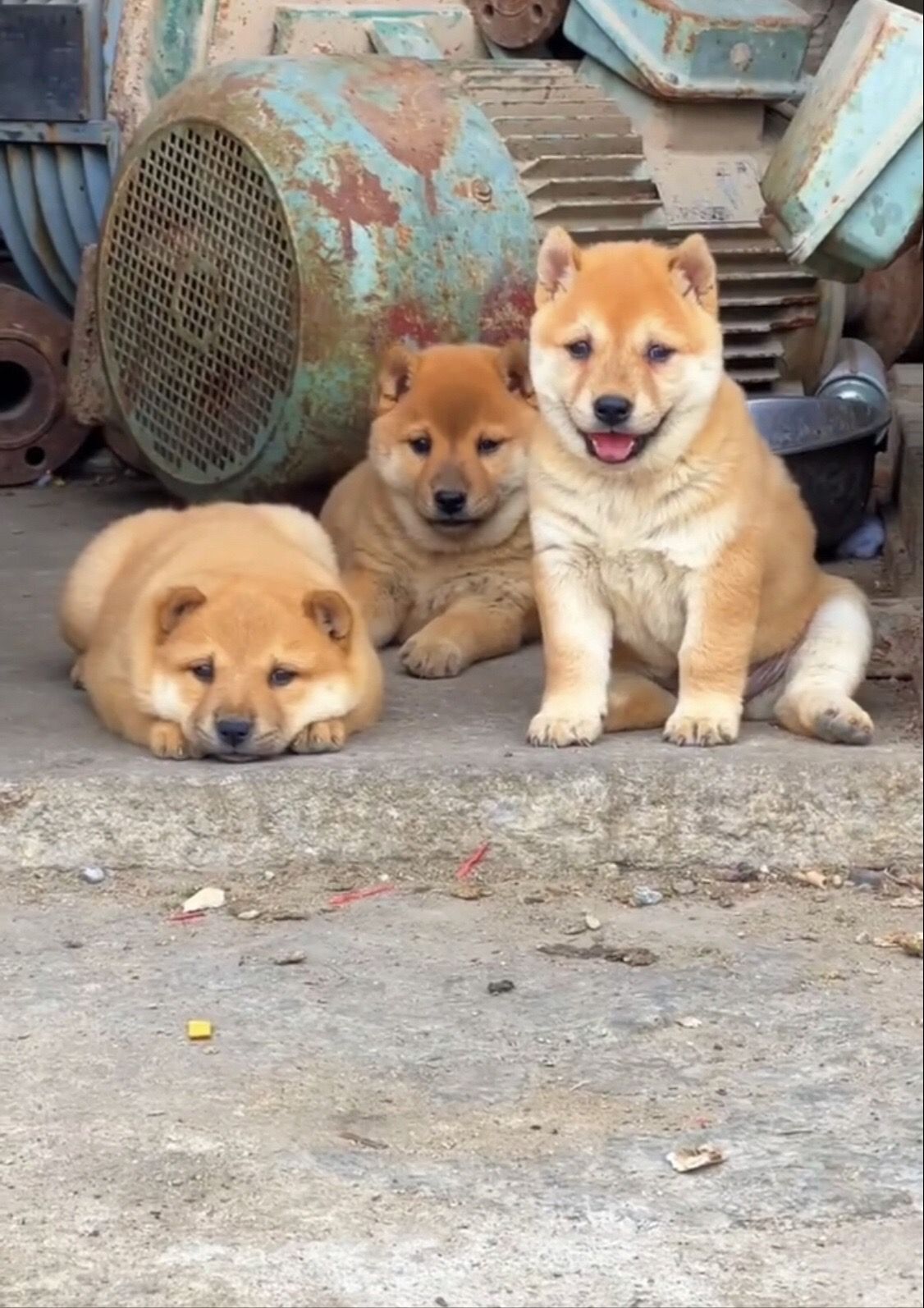 狗狗纯种中华田园犬黄狗白面大黄幼犬短毛家养宠物狗活物看家护院