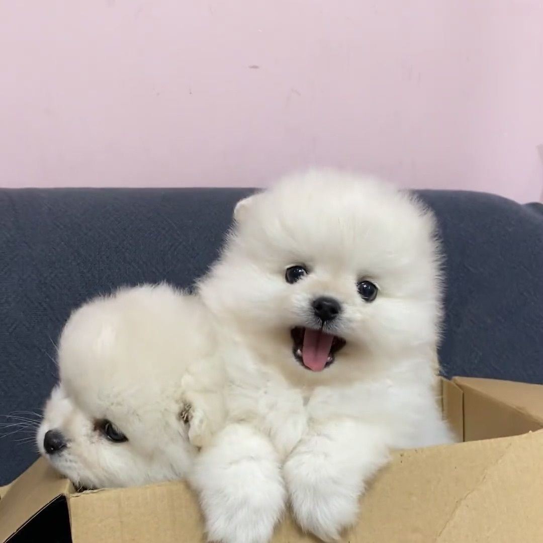 纯种茶杯犬博美幼犬活体真狗茶杯泰迪狗比熊犬小狗幼犬活物宠物狗