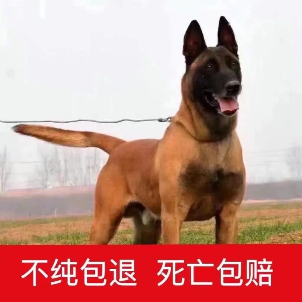纯种马犬活体爆红比利时马犬幼犬看家护院警犬大型犬军犬宠物狗狗
