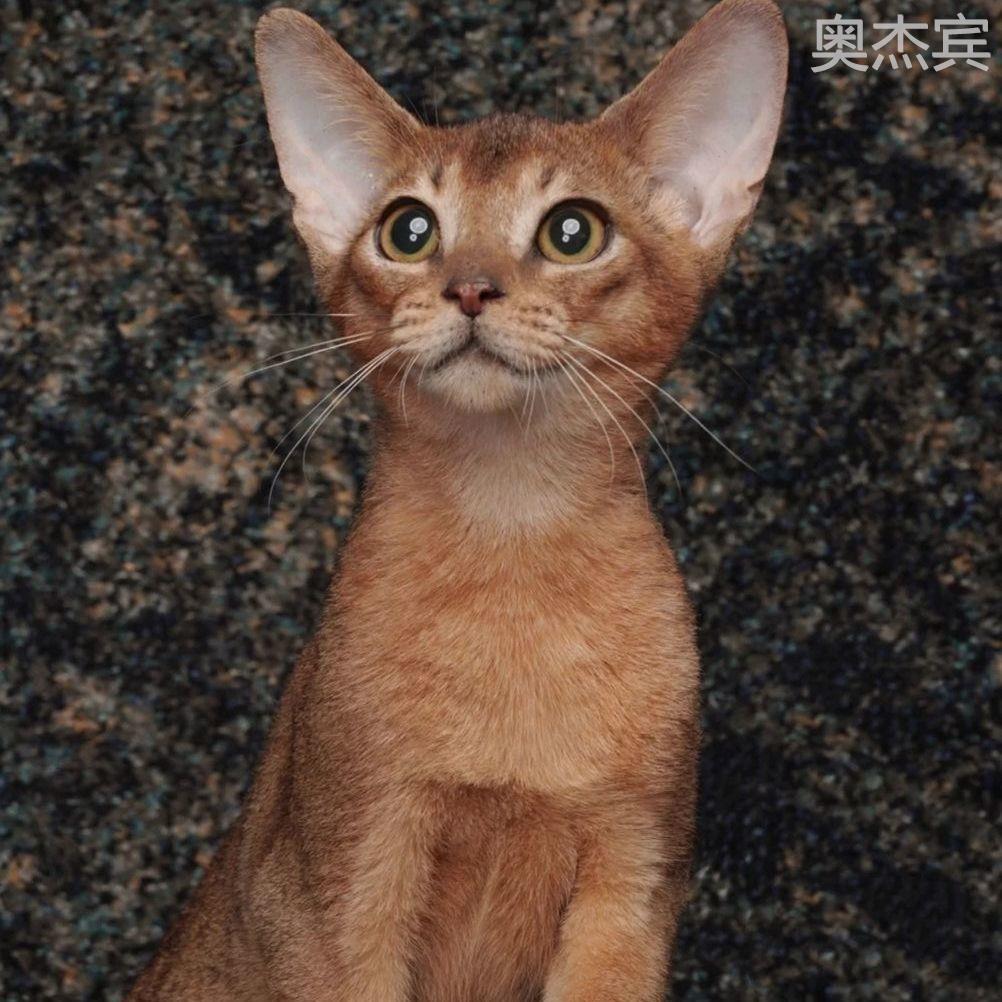 阿比西尼亚猫幼仔蓝金纯种红栗色赛级豹猫宠物猫埃及无毛猫咪活物-封面