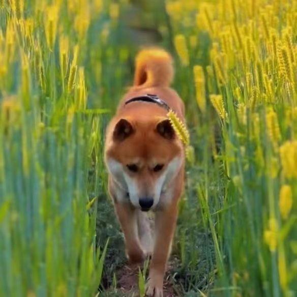 小狗狗大黄狗幼犬看家护院田园犬小土狗活体家养看门狗活体中型犬