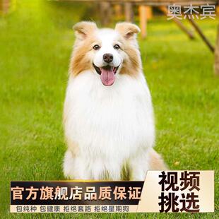 七白三通边牧犬纯种高智商金边小狗陨石色蓝眼边境牧羊犬幼犬活犬