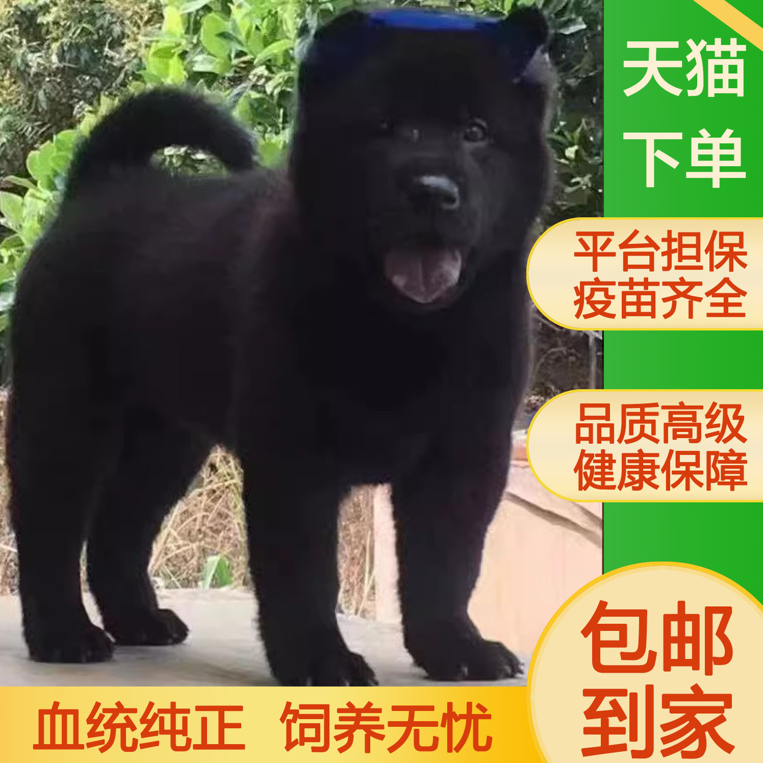 五黑犬纯黑色狗狗农村正宗小黑狗中华田园犬看家护院狩猎犬大骨架