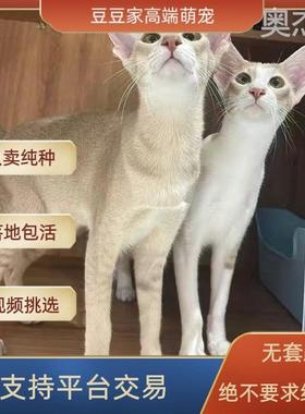 东方短毛猫幼东短大耳朵跳跳虎黑色白色大眼娃娃猫咪超萌精致