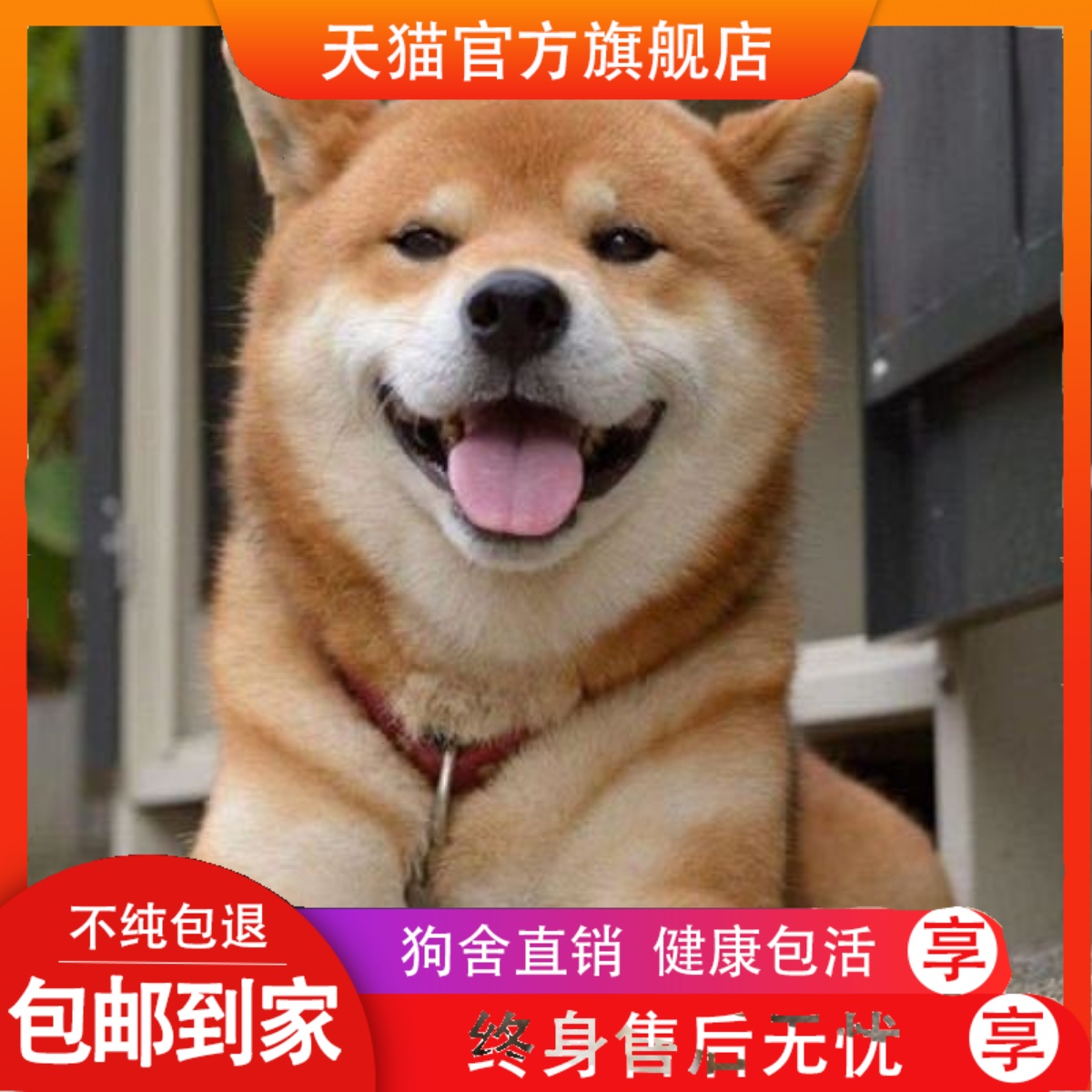 双血统日本豆柴犬活体狗狗幼犬纯种柴犬幼崽黑色柴犬赤色柴犬狗狗