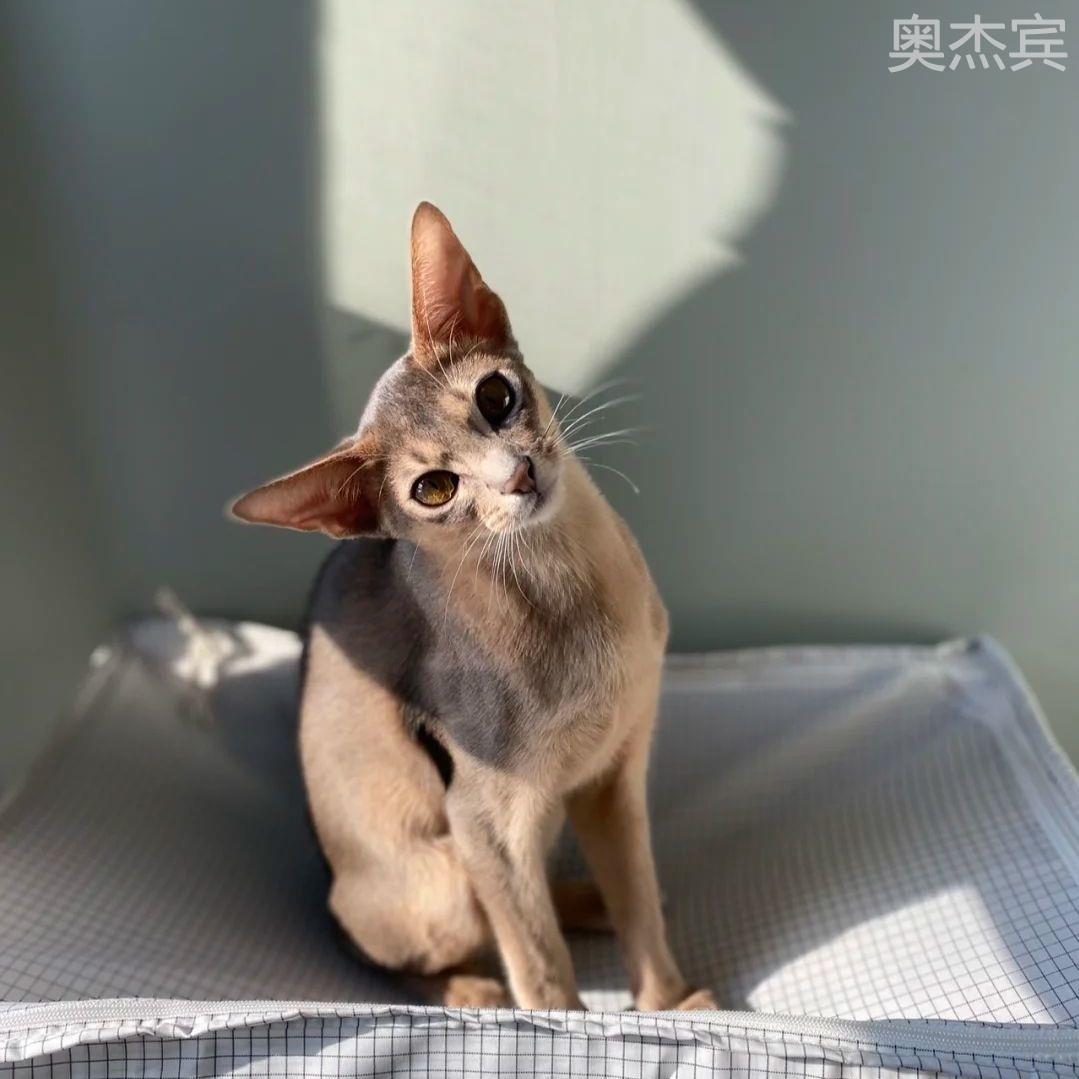 阿比西尼亚猫幼仔蓝金纯