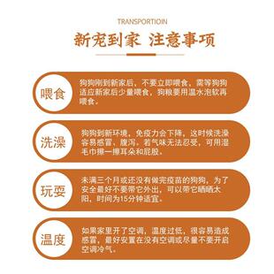 纯种泰迪幼犬灰色爆红宠物活物小型犬家养贵宾泰迪狗幼崽可爱真狗