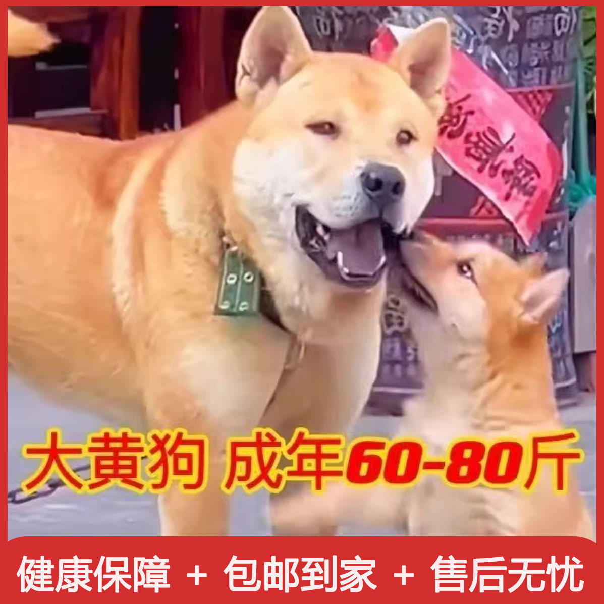 黄狗幼犬活体纯种可爱虎