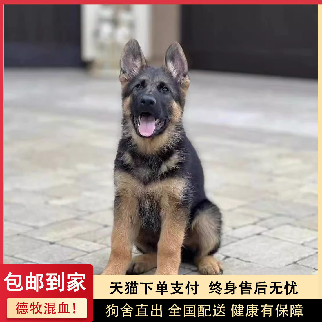 德牧幼犬混血短毛放羊看家护院护主放羊弓背宠物狗猎犬便宜工作犬