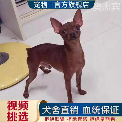 小鹿犬纯种活物宠狗便宜