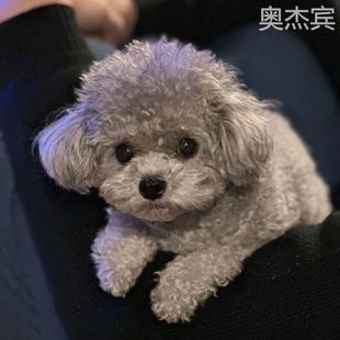 珍便宜可爱 泰迪幼犬贵宾犬灰色泰迪棕色泰迪香槟色泰迪黑色泰迪袖