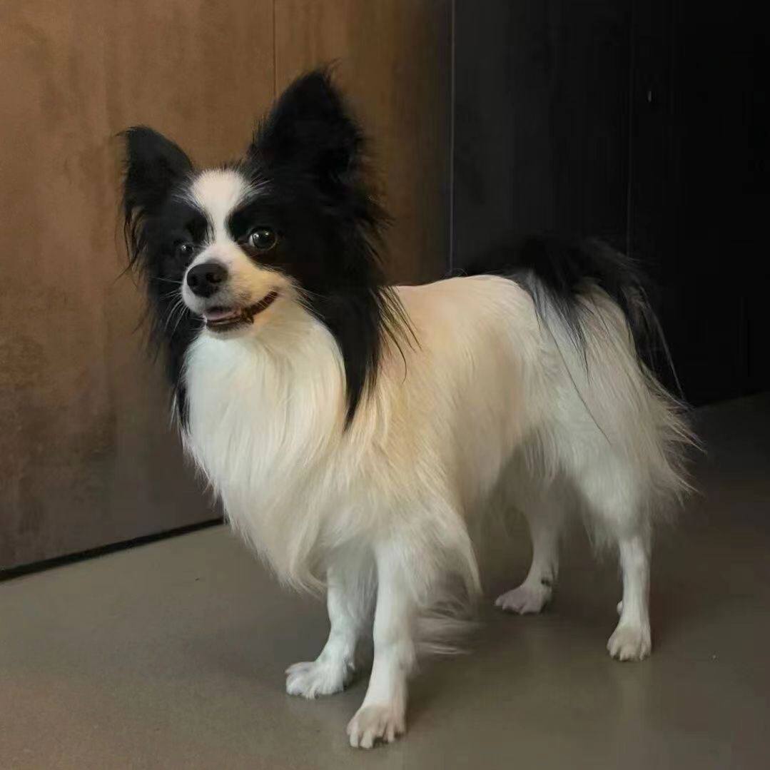 蝴蝶犬幼犬混家养长不大可爱家庭网红黄白花宠物狗便宜中华帅气狗