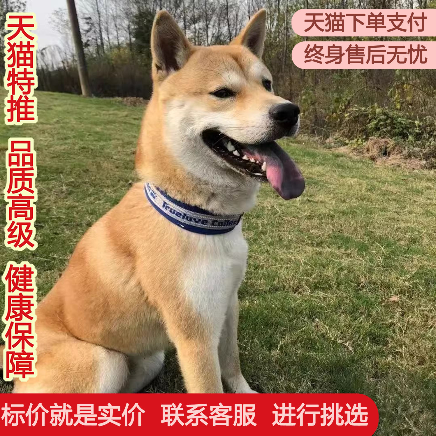 黄狗幼犬赶山犬活泼看家狗看门狗可爱活体广西土猎犬家养农村虎头