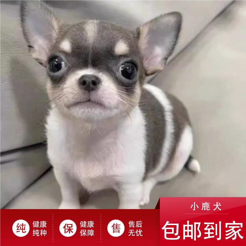 纯种小鹿犬幼犬棕色铁包金迷你小鹿犬吉娃娃小型犬家养宠物狗活体