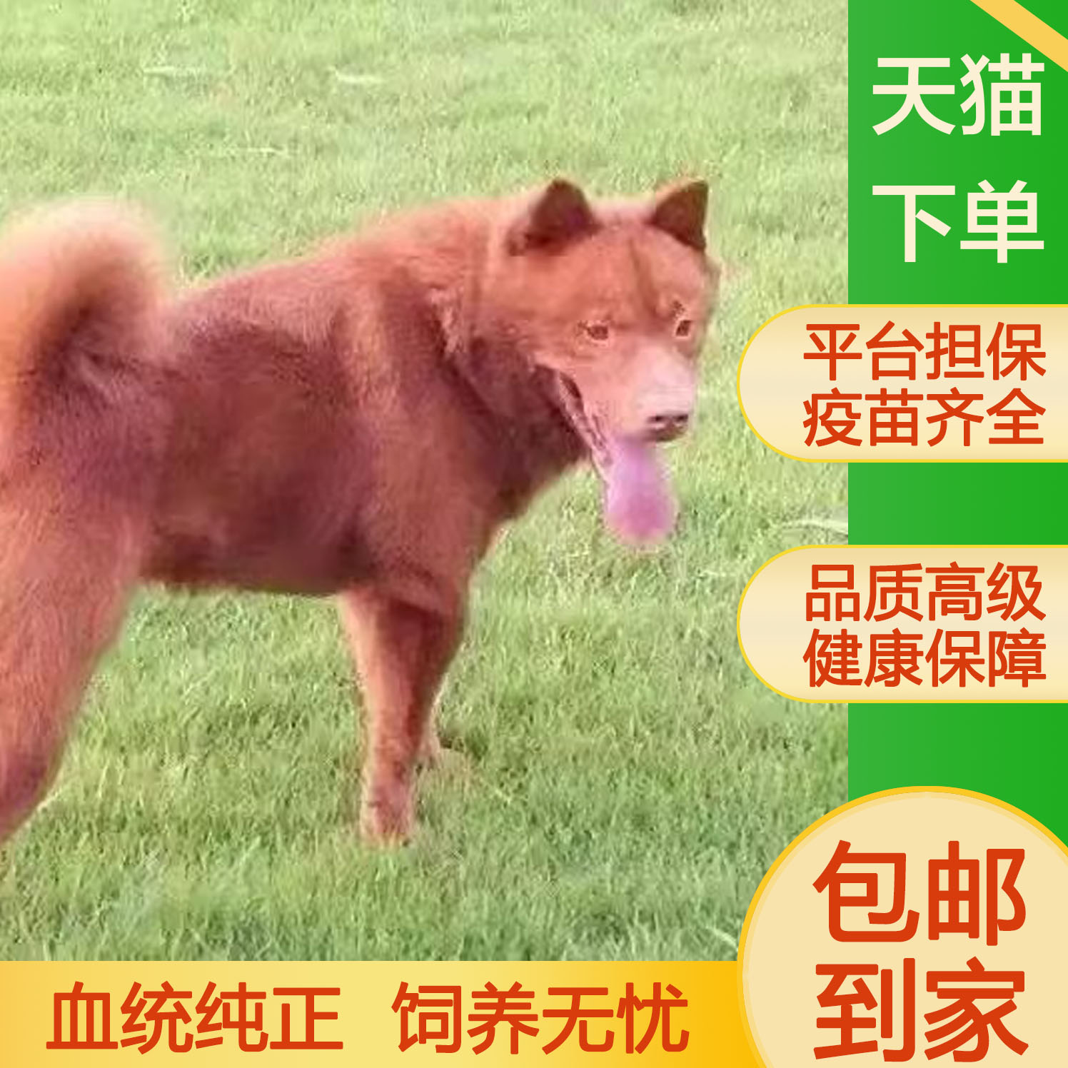 潮汕五红犬幼犬狗崽狗狗活体红色土狗土猎犬中华田园犬红幼犬幼崽