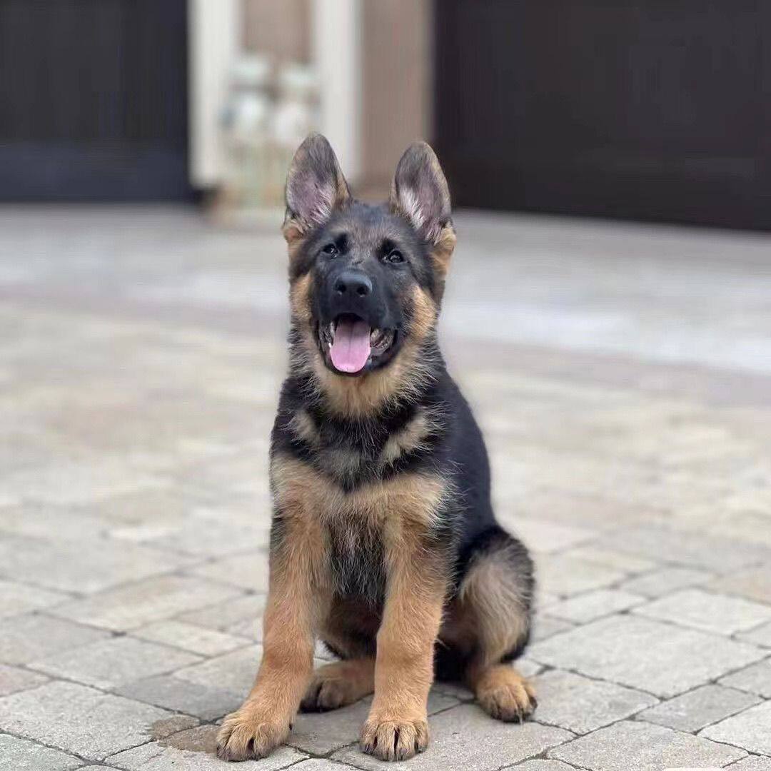 纯种平背德牧幼犬德国牧羊犬黑背警犬军犬大型看家狼狗德牧犬幼崽
