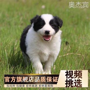 七白三通边牧犬纯种高智商金边小狗陨石色蓝眼边境牧羊犬幼犬活犬