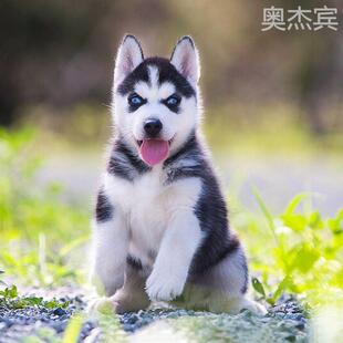 哈士奇幼犬纯种活体阿拉斯加幼犬雪橇犬二哈小狗活物中大型宠物狗