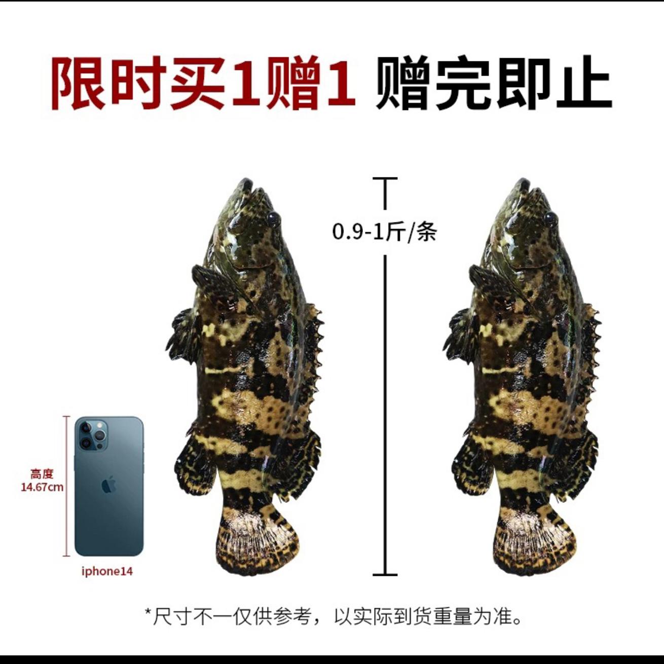老虎斑活凍新鮮石斑魚老虎斑冷凍真空大號石斑魚海鮮酒店宴會商用
