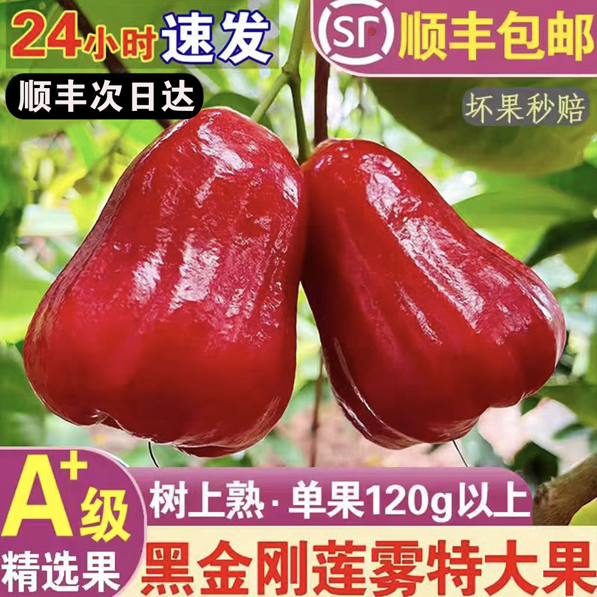 顺丰6斤特级海南黑金刚莲雾水果新鲜水果特大果仙女果现摘树上熟,水产肉类/新鲜蔬果/熟食,莲雾,淘宝优惠券,粉丝福利购,淘宝优惠卷