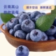 云南蓝莓新鲜树熟现摘现发顺丰空运高山脆甜蓝莓超大果当季